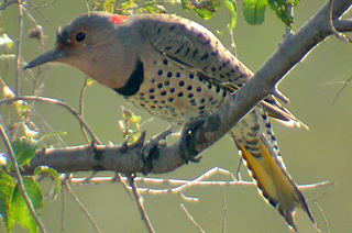 Northern Flicker