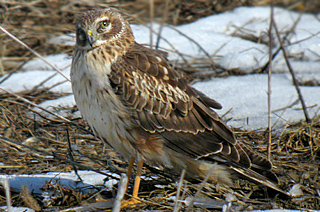 Northern Harrier