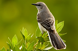 Northern Mockingbird