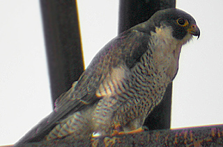 Peregrine Falcon