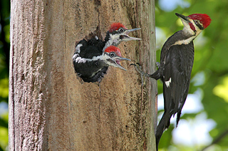 Pileated Woodpecker