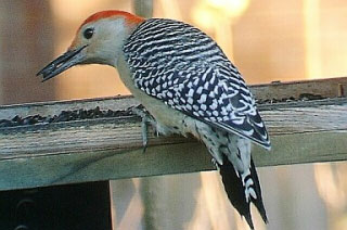 Red-bellied Woodpecker