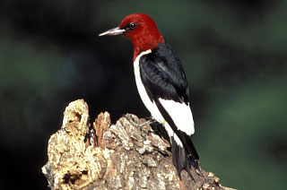 Red-headed Woodpecker