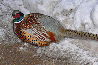 Ring-necked Pheasant