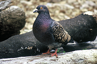 Rock Pigeon