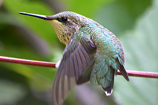 Ruby-throated Hummingbird