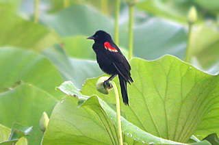 Red-winged Blackbird