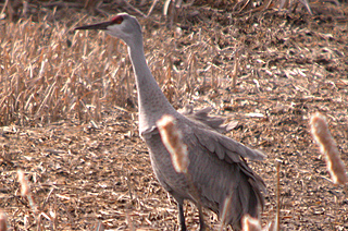 Sandhill Crane