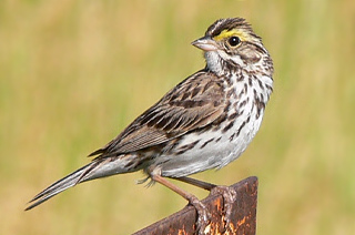 Savannah Sparrow