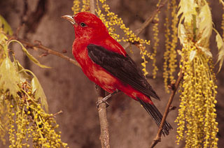 Scarlet Tanager