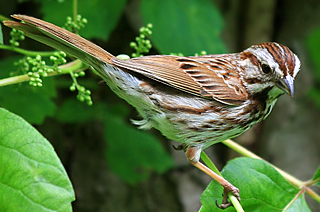 Song Sparrow