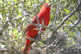 Summer Tanager