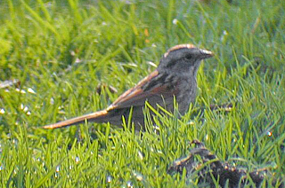 Swamp Sparrow