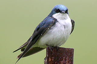 Tree Swallow