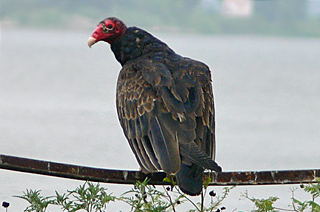 Turkey Vulture