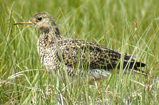 Upland Sandpiper