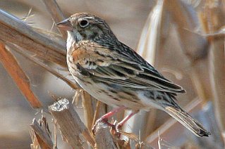 Vesper Sparrow