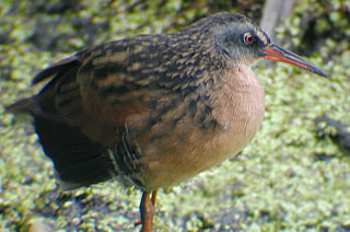 Virginia Rail