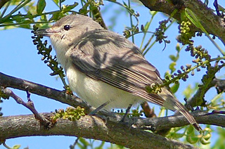 Warbling Vireo