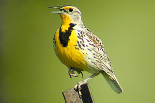 Western Meadowlark