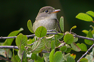 Willow Flycatcher