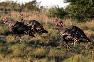 Wild Turkey