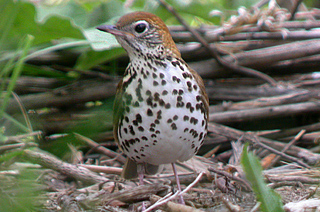 Wood Thrush