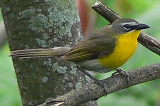 Yellow-breasted Chat