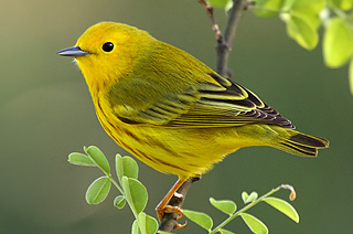 Yellow Warbler