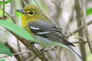 Yellow-throated Vireo