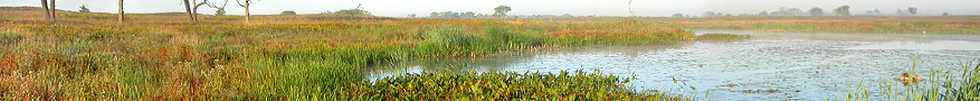 Wetlands