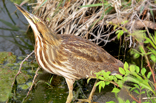 American Bittern