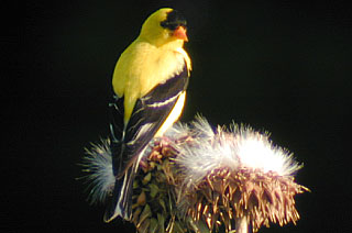 American Goldfinch