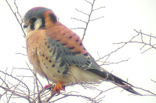 American Kestrel