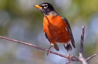 American Robin