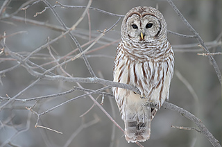 Barred Owl