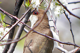 Black-billed Cuckoo