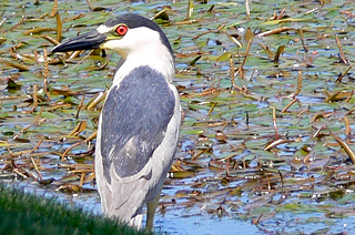 Black-crowned Night-Heron