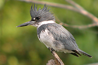 Belted Kingfisher