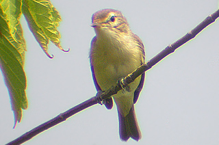 Bell's Vireo