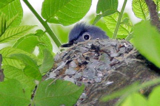 Blue-gray Gnatcatcher