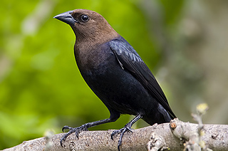 Brown-headed Cowbird