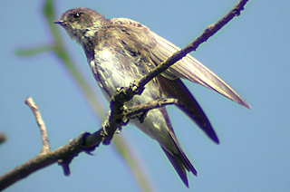 Bank Swallow