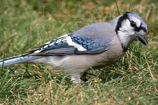 Blue Jay