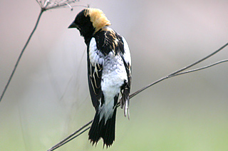 Bobolink