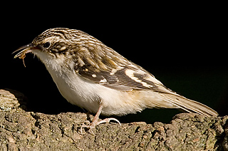 Brown Creeper