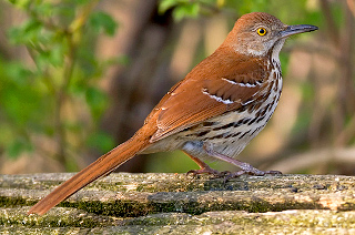 Brown Thrasher