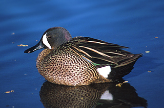 Blue-winged Teal