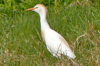 Cattle Egret