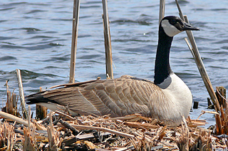 Canada Goose